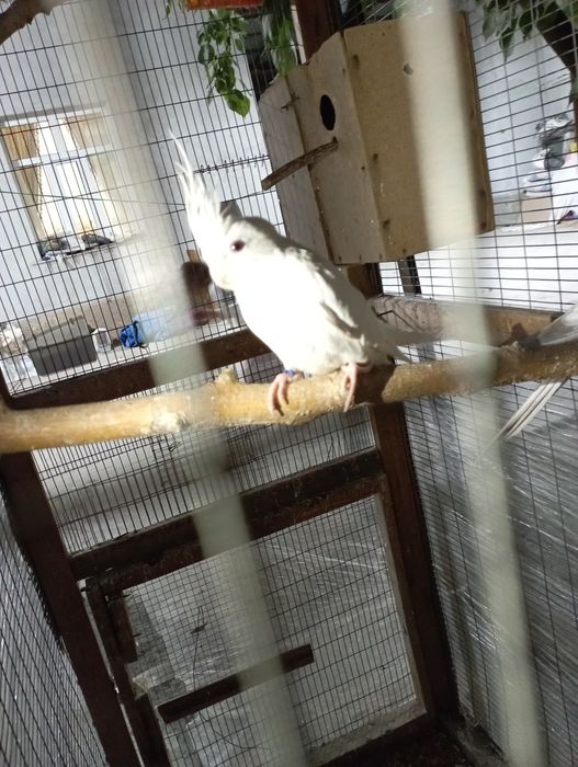 Сотилади карелла дубайский