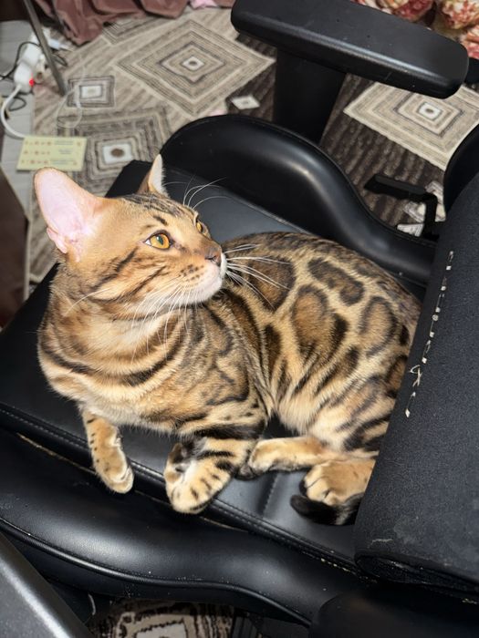 Продам бенгальского кота