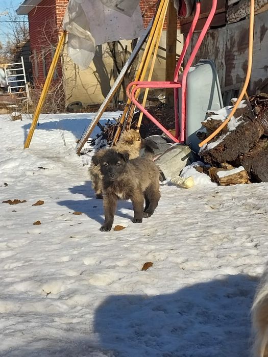 Очаровательные щенки