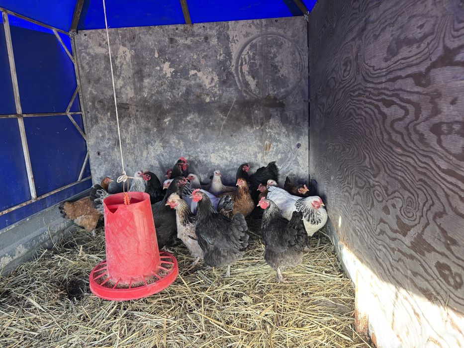 Продам домашних курей