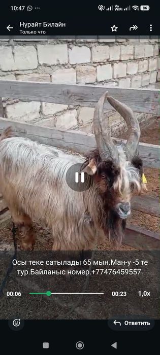 Теке сатылады.Мағыстау-5 те тұр.