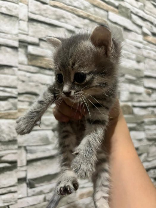 Кошка котёнок  кошка