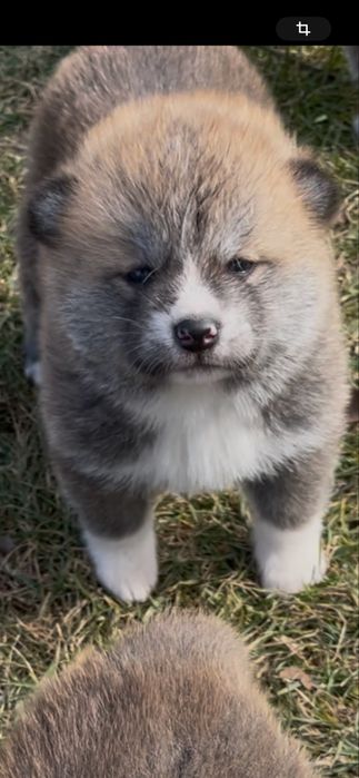 Akita Inu Japonez