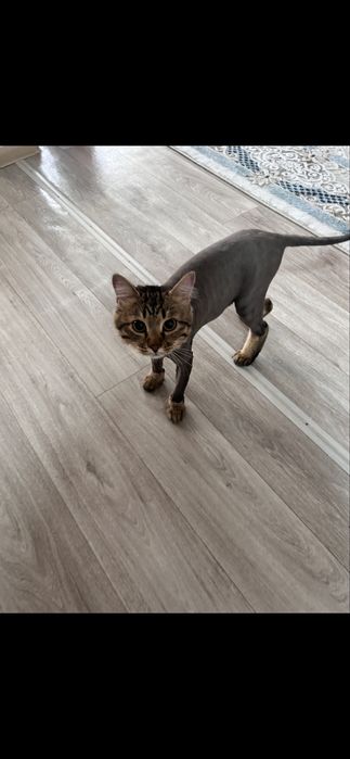 Отдам кота в добрые руки