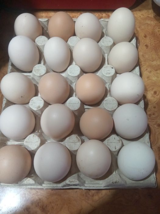 Vând ouă pentru incubat
