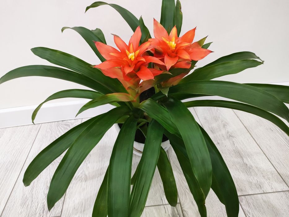 Комнатные цветы, доставка