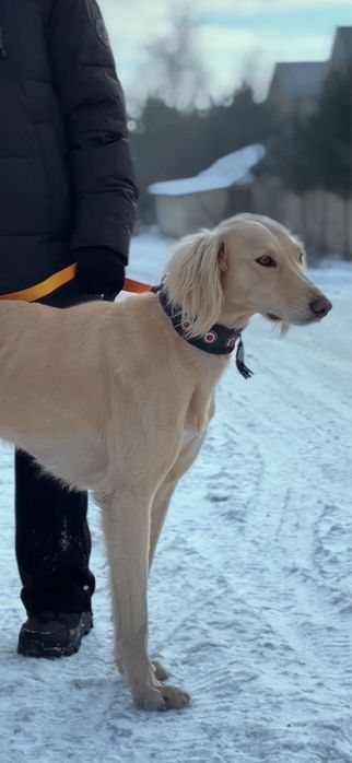 Тазы сатылады еркек