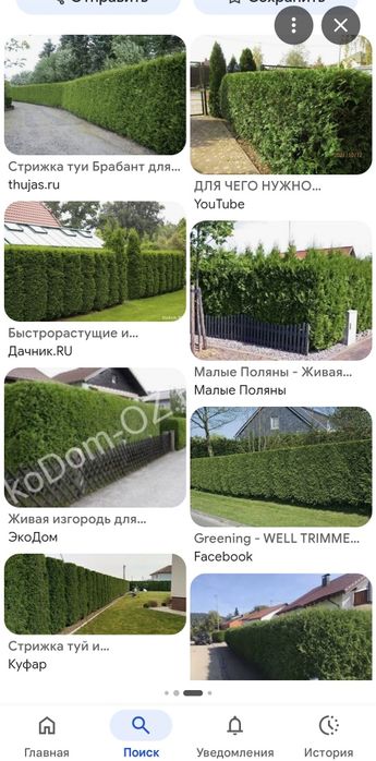 Стрижка и формовка карагача. Уборка
