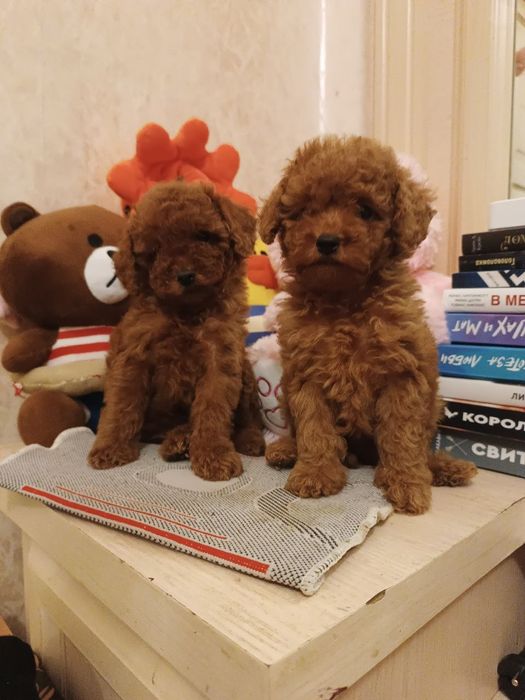 Щенки пуделя.клубные