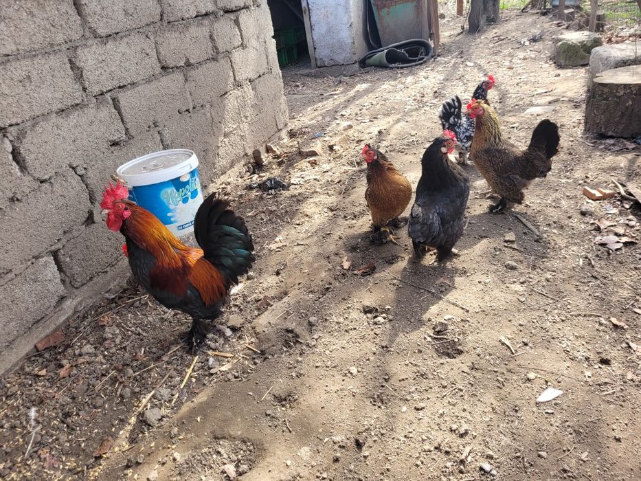 Oua de incubat găini pitice