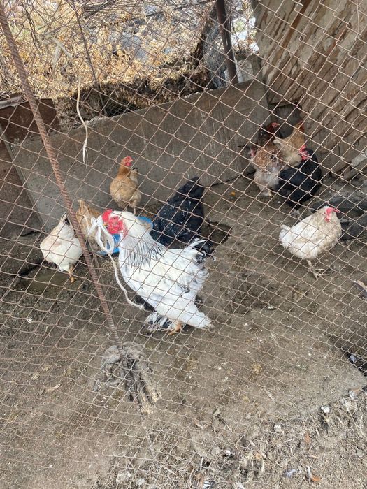 Продам курей с петухом вместе