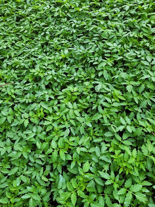 Разсад домати, краставици, корнишон