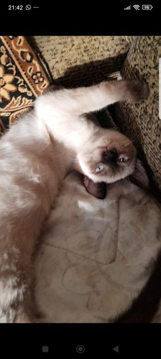 Отдам котенка в добрые руки