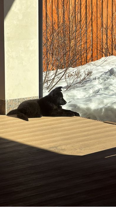 Немецкая овчарка