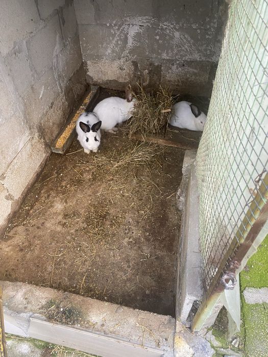 Продавам зайци Калифорния  мъжки и женски