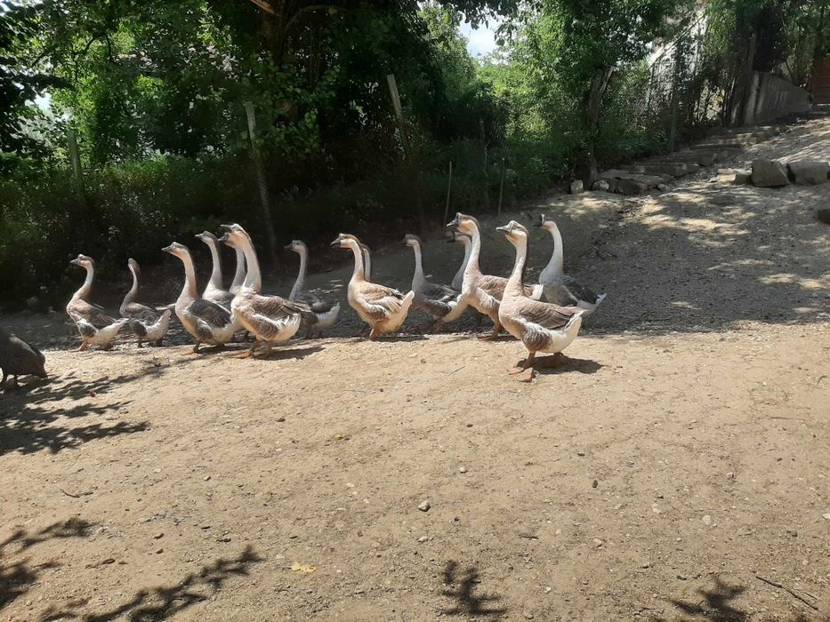 Продавам оплодени гъши яйца и гъсета