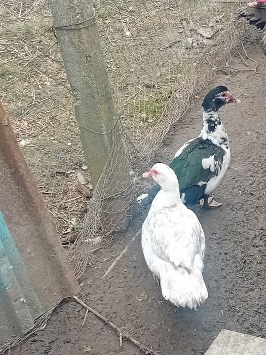 Rate lesesti de vânzare