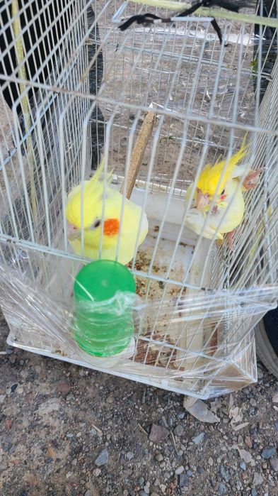 нерозлушка vs Carolla