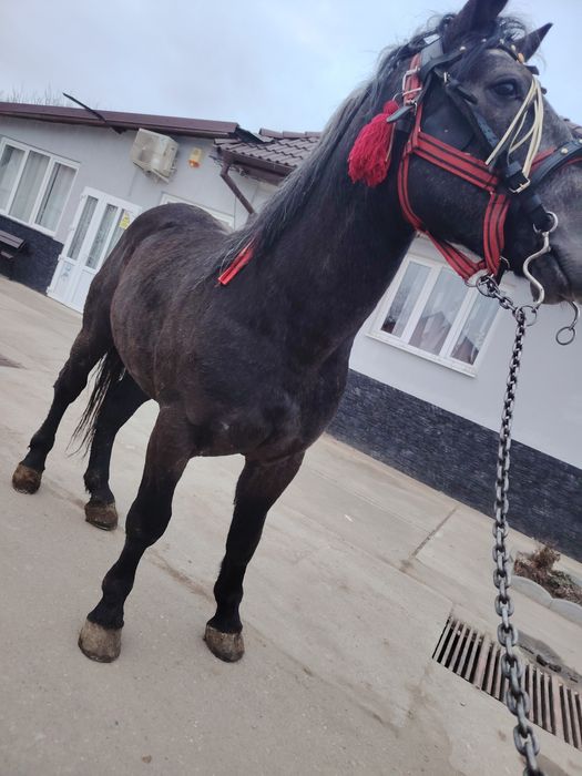 Armasar de vânzare sau schimb