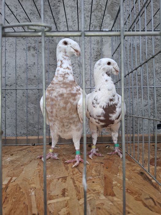 Vând porumbei voiajori germani  vaccinați  și deparazitați  !