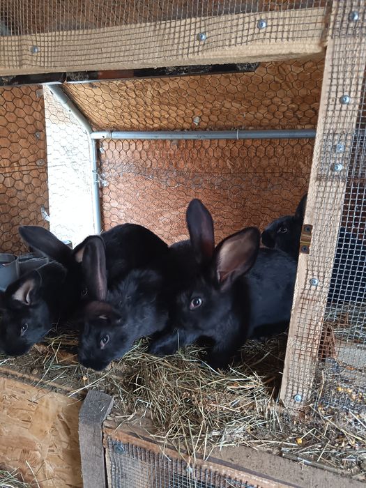 Iepuri Uriaș German Negru