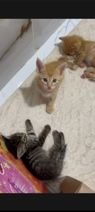 Кошка в добрые руки умные очень