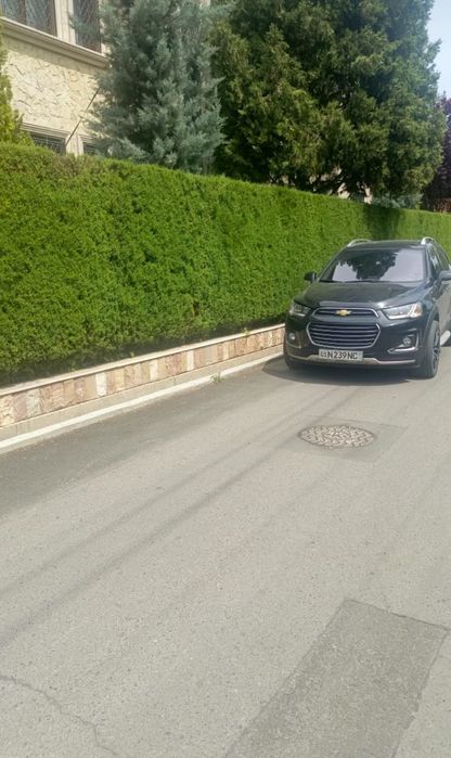 Забор из ёлок под ключ