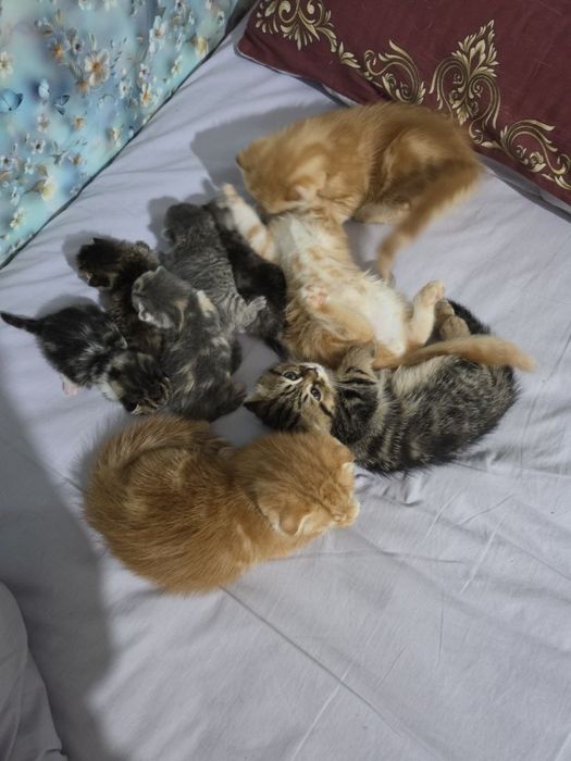 Котята  веслоухию