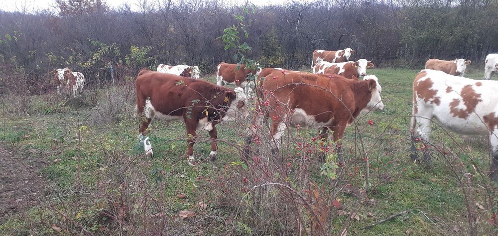 Tăurași 5 x 6200 bucată x 3 juninci