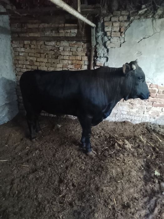 Qurbonlik uchun Novvos sotiladi. Zo’r boqilgan