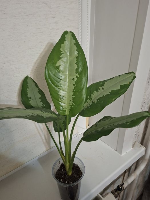 Продам комнатные цветы