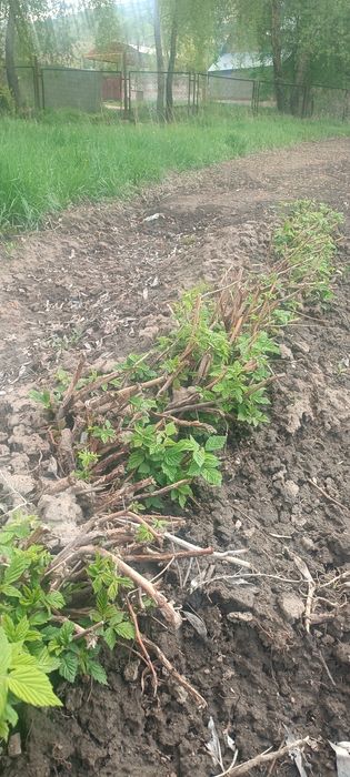 Малина сорт Полана