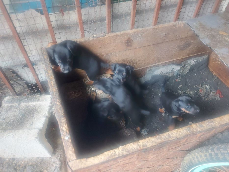 Алиментные Щенки  Ягдтерьер