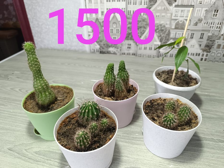 Продам недорого цветы