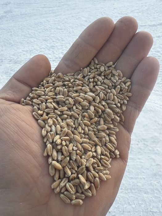 Продается фасованная пшеница