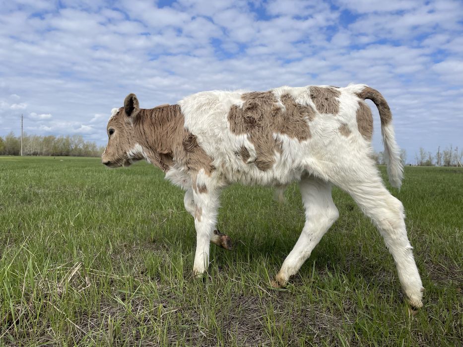 Бычок 2-х недельный