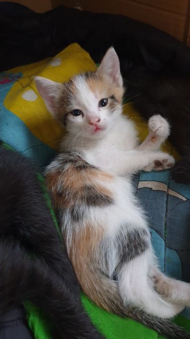 Котята от кошки крысолова
