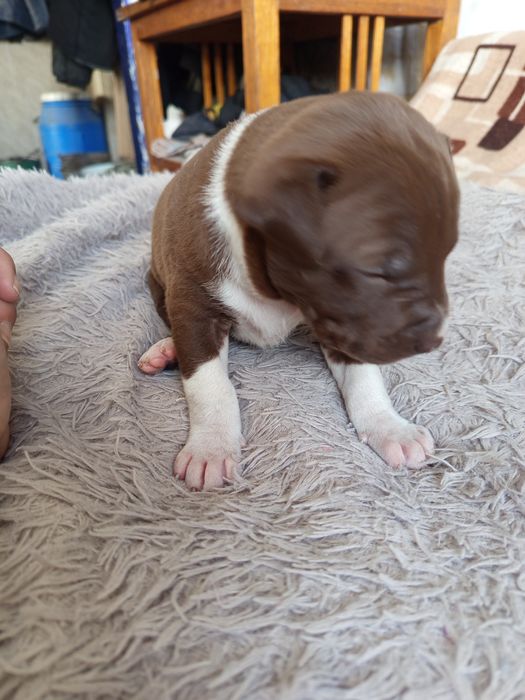 Продам Щенков питбули