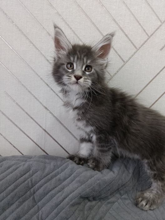 Продам котят Мейн кунов