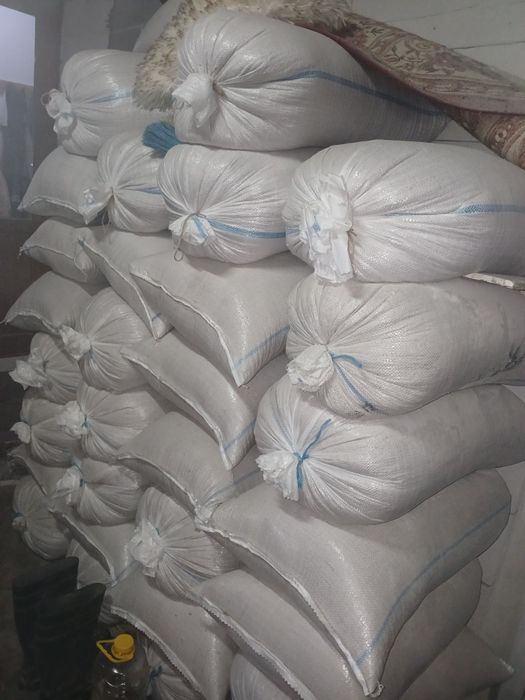 Triticale  de vanzare