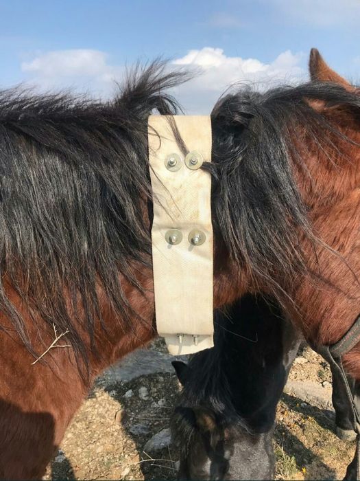 Спутникпен істейтін жылқыға чип