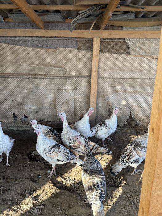 Индюк сатылады 11 шт