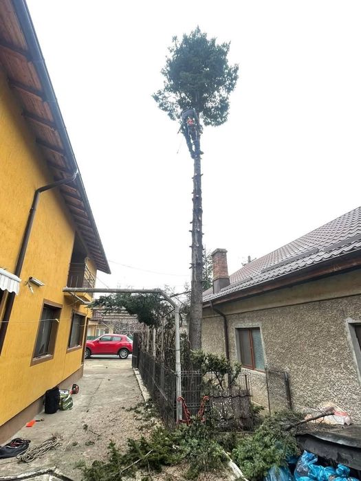 Taieri copaci. Toaletare copaci. Doborare Copaci. Servicii Alpinisti