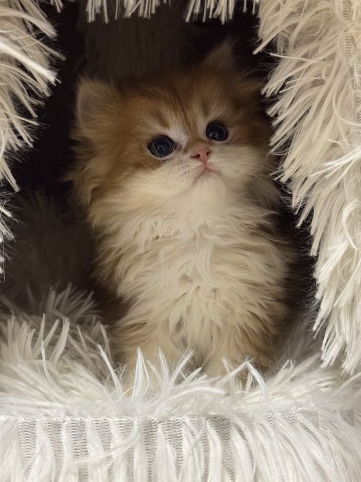 Золотая шиншилла! Чистокровные Британцы