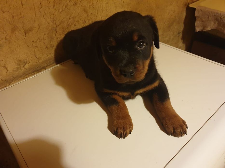 Ротвейлер продам