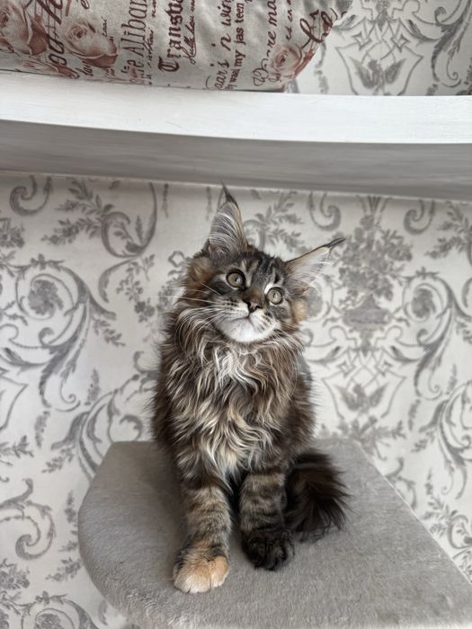 Котенок мейн-кун девочка 3 месяца