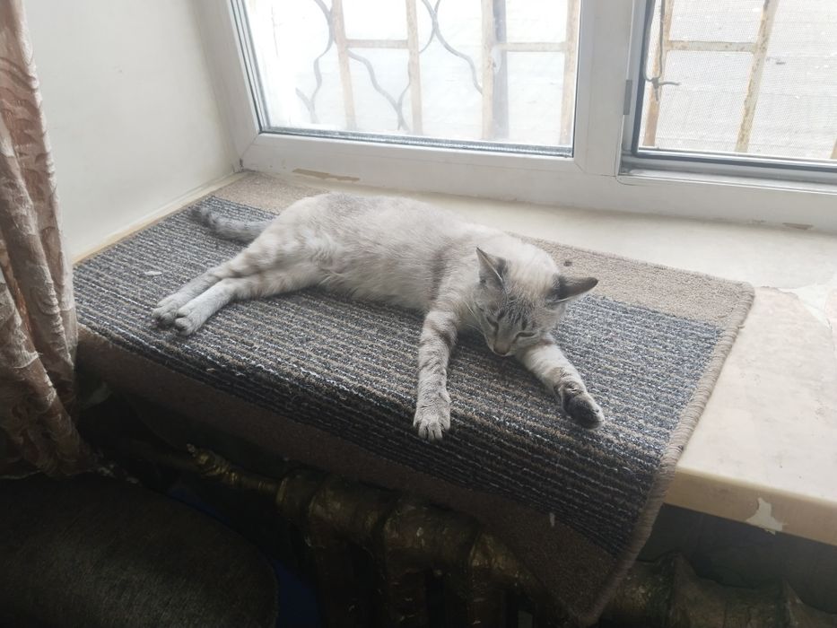 Отдаём котов в хорошие руки