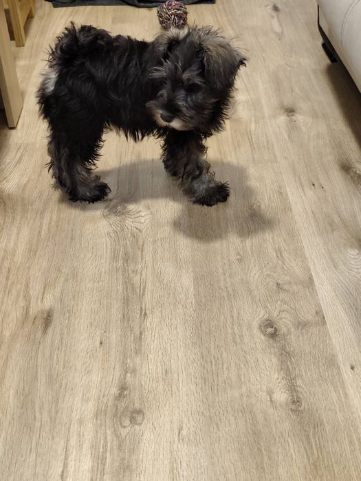 Подарявам куче на 3 месеца