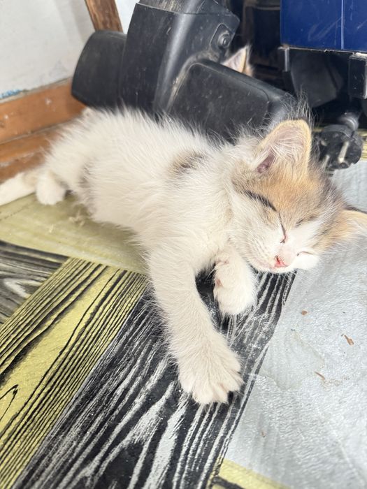 Отдам котят в хорошие руки