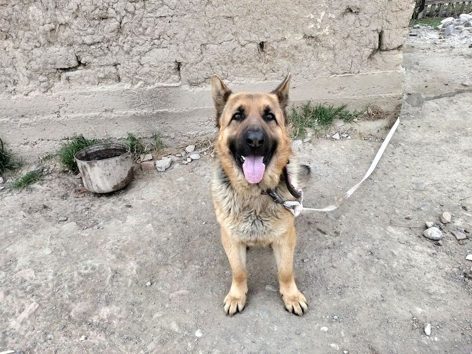 Овчарка немецкий родословный